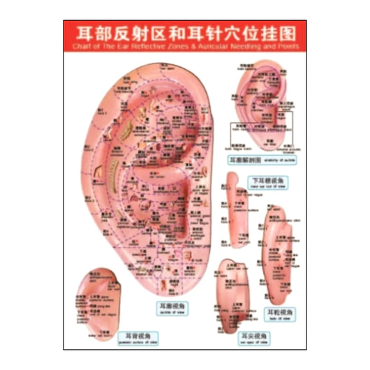 Ear Reflex Point Chart - 30